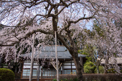光源寺の桜