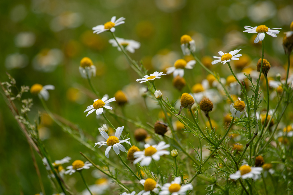 夏の花