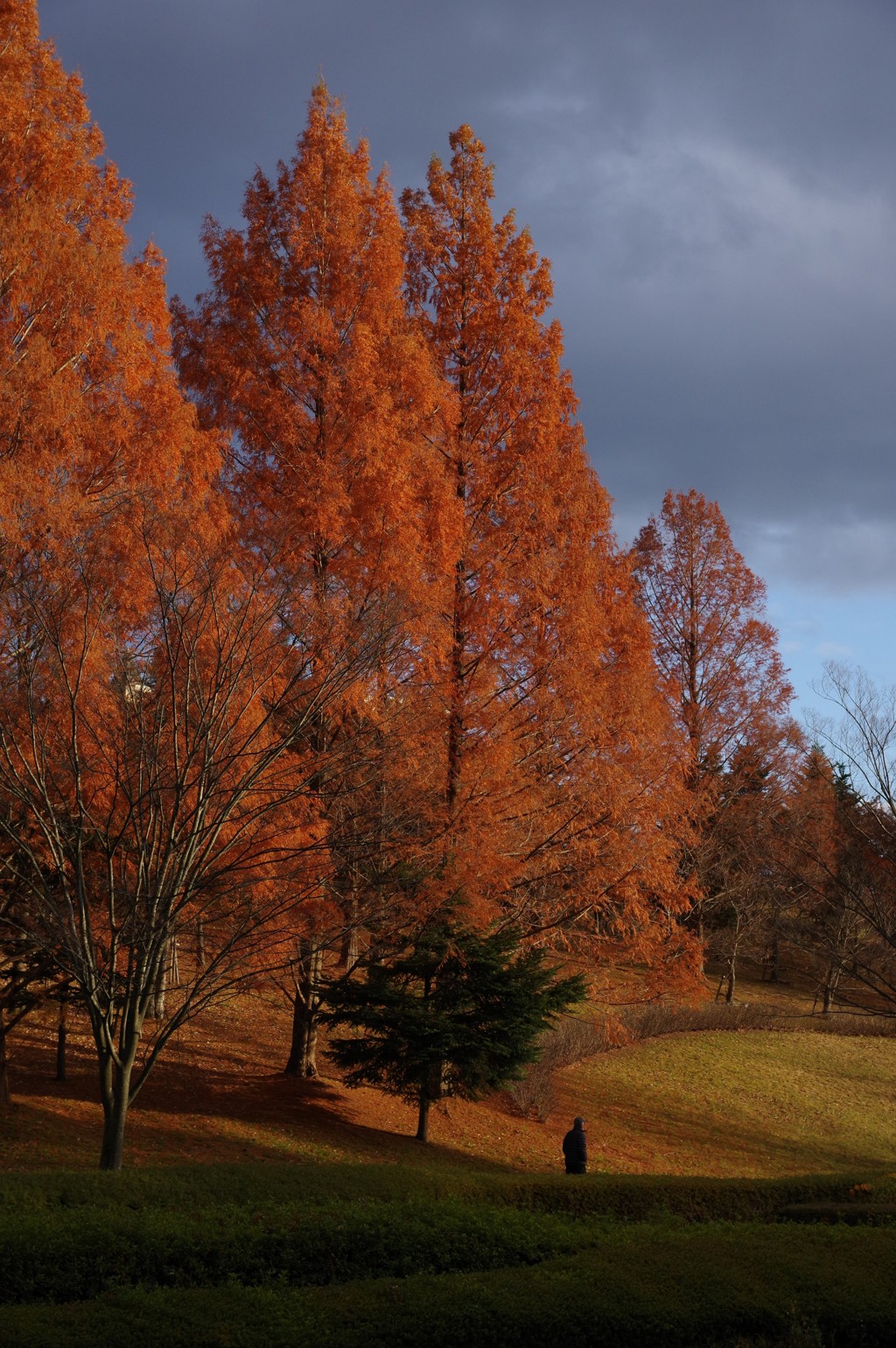 メタセコイヤの散歩道