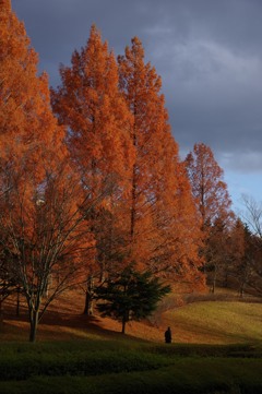 メタセコイヤの散歩道