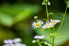 野の花2