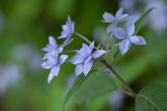 七段花