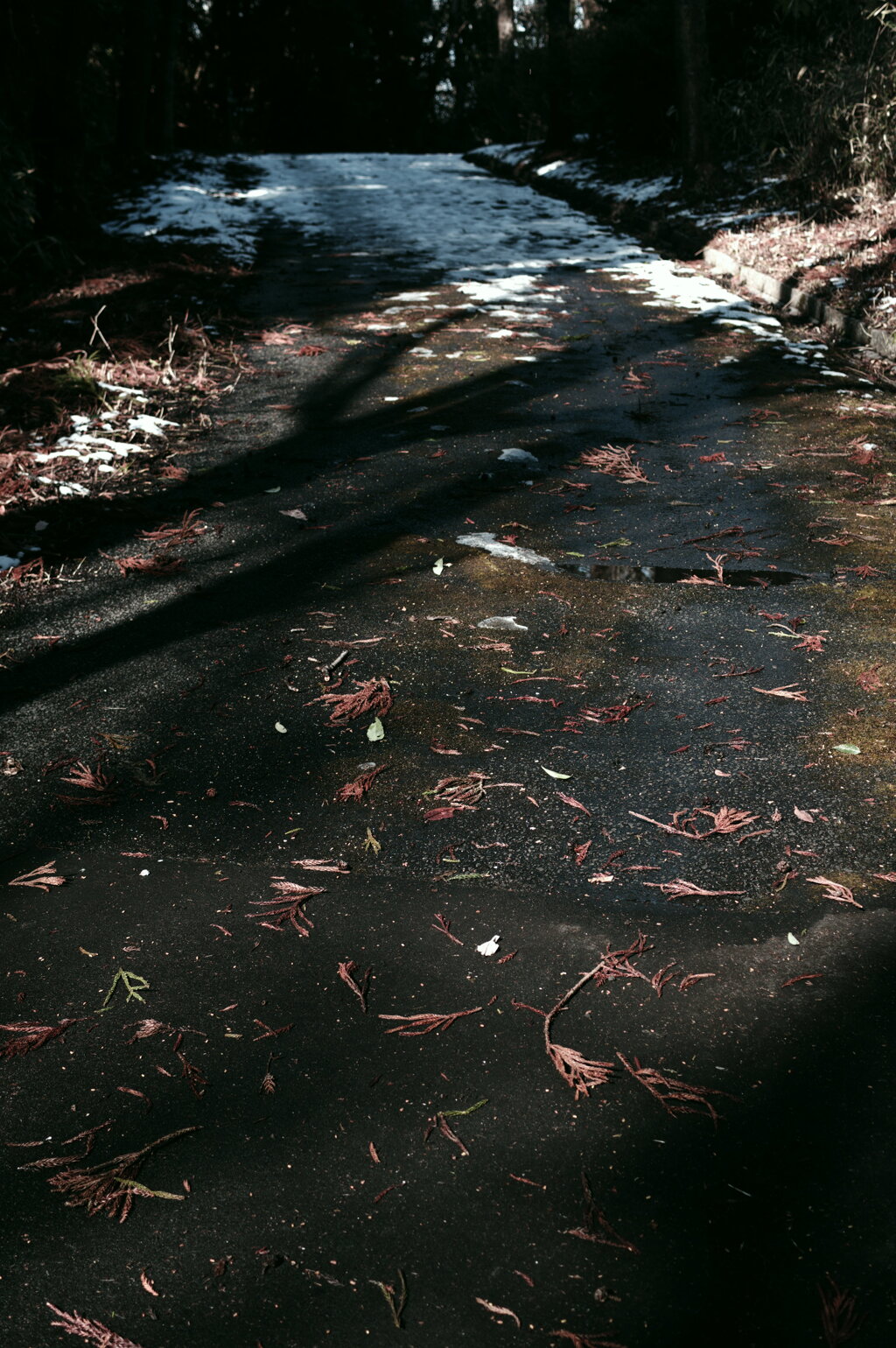 冬の公園4