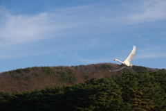 冬の使者5