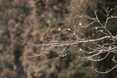 綿毛