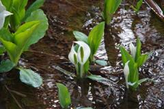 美しく可憐に咲く