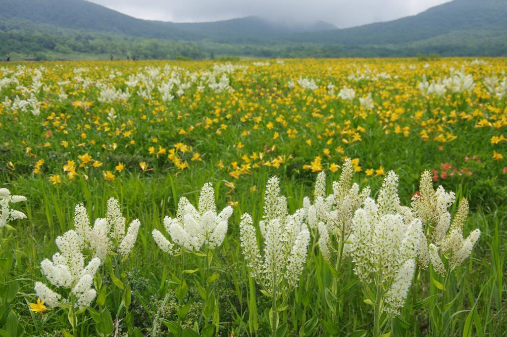 コバイケイソウ咲く