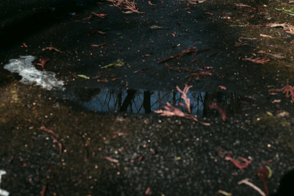 冬の公園