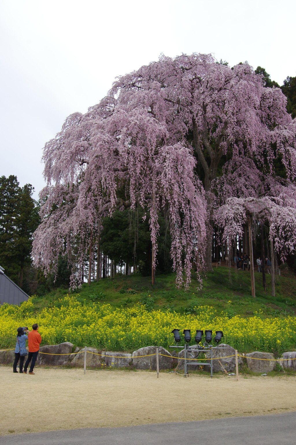 思い出の桜