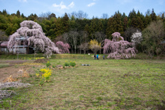 横田陣屋の御殿櫻2