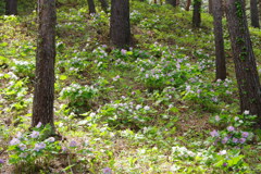 半田山自然公園6