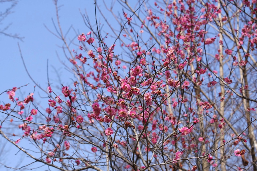 梅開花2