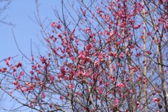 梅開花2