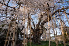 戸津辺の桜2