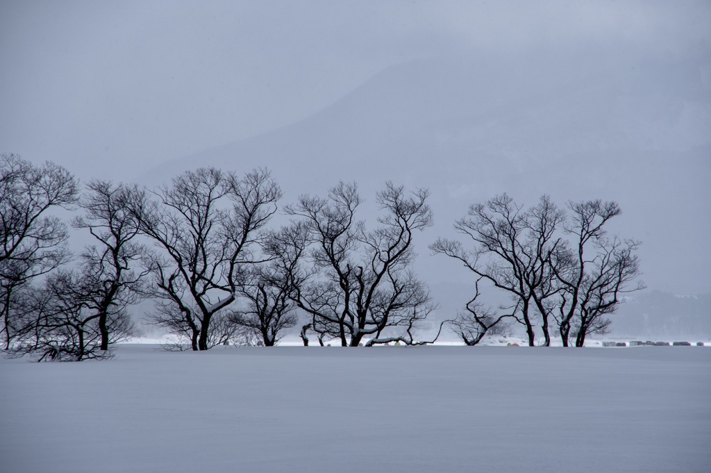 雪没林