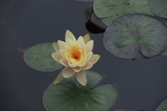 黄色い睡蓮