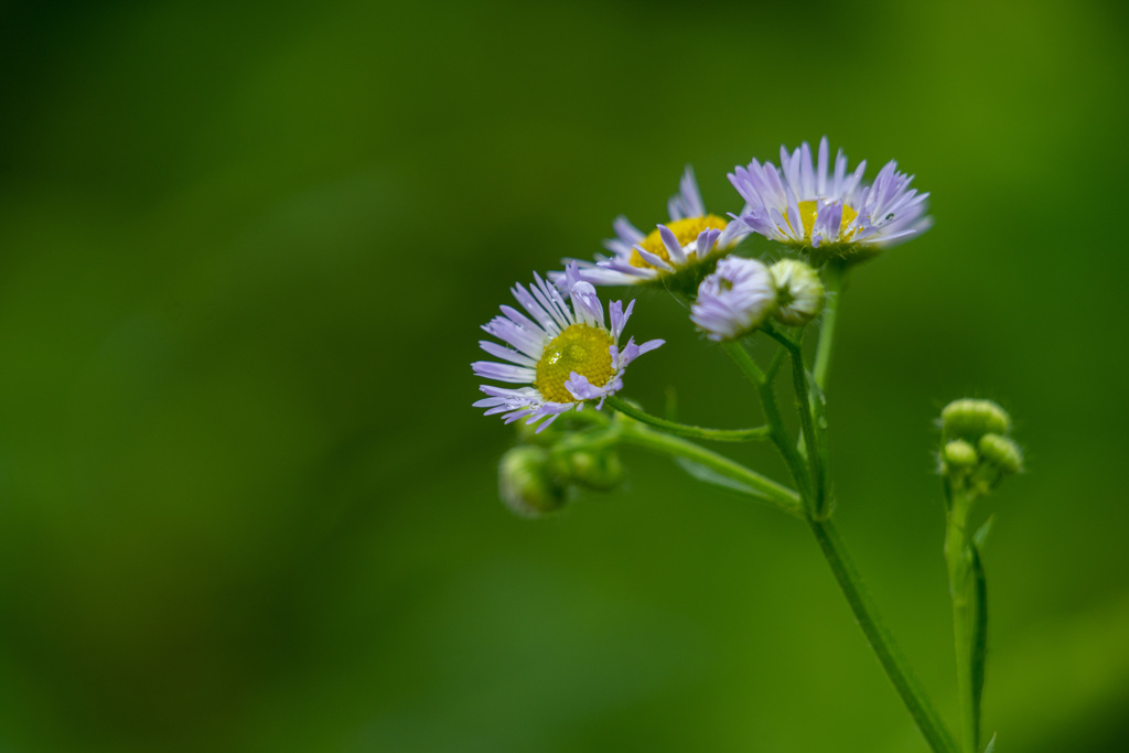 野の花