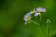 野の花