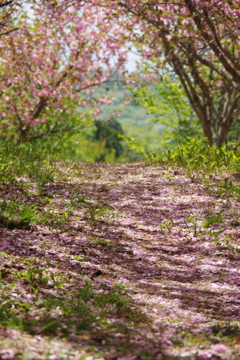 桜の絨毯