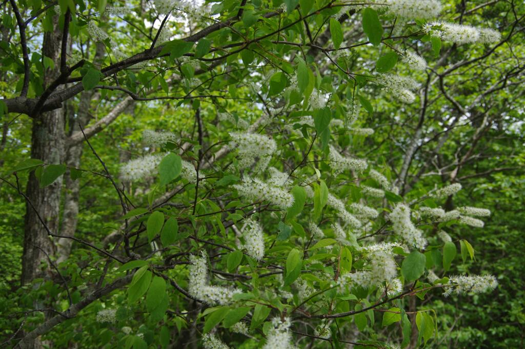 ウワミズザクラ