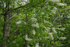 ウワミズザクラ