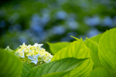 赤坂公衆園7