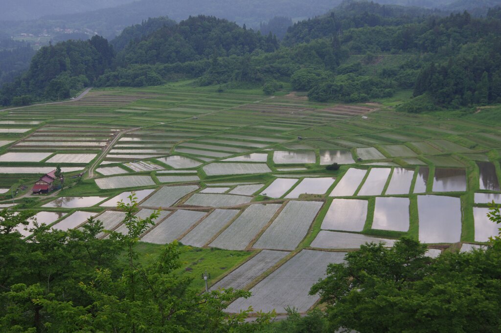 棚田をのぞめば