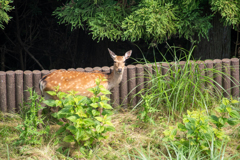 牡鹿で1