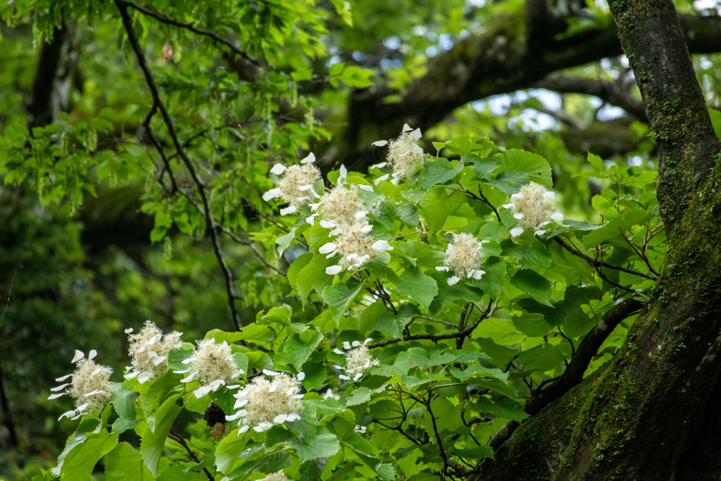 山の紫陽花