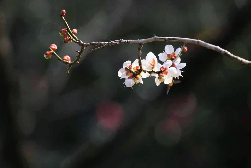 梅開花5