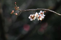 梅開花5