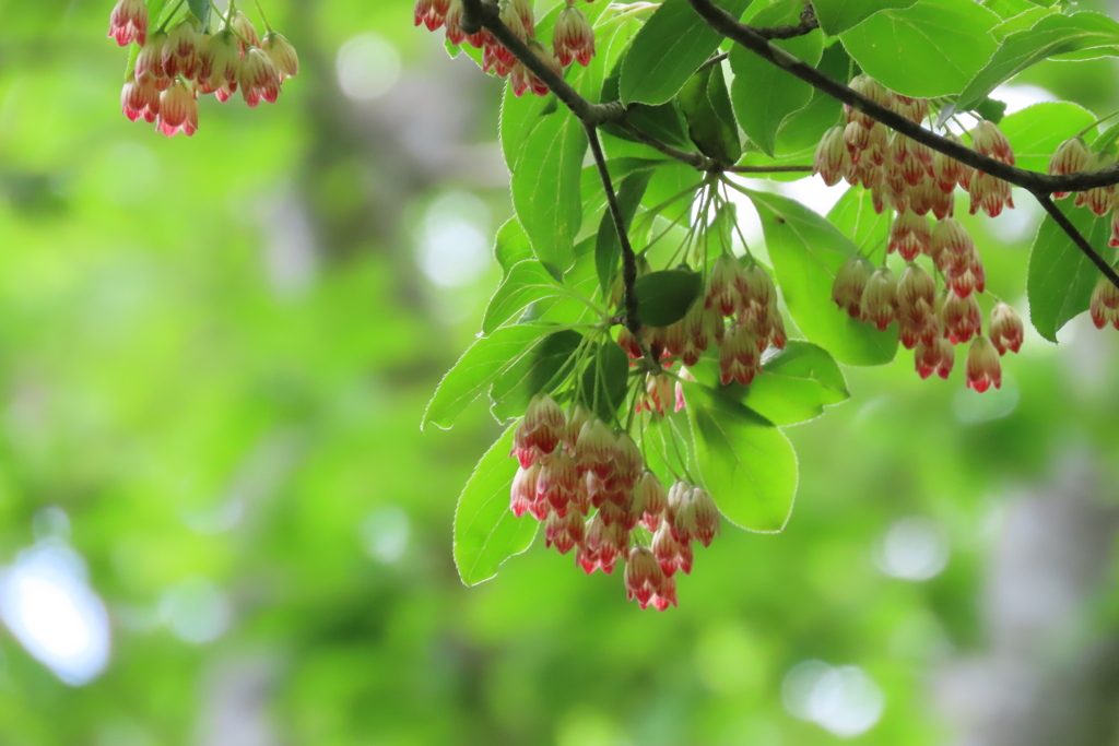 森のシャンデリア