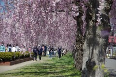 日中線枝垂れ桜