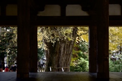 新宮熊野神社の大銀杏