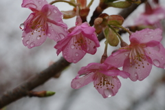 潤う桜