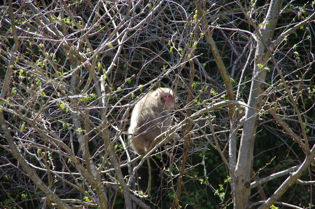 振り向くお猿