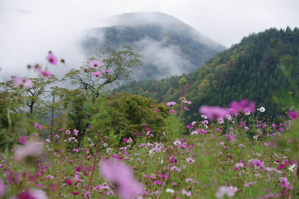 村のコスモス