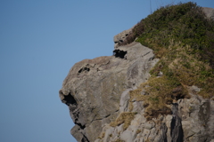 猿岩