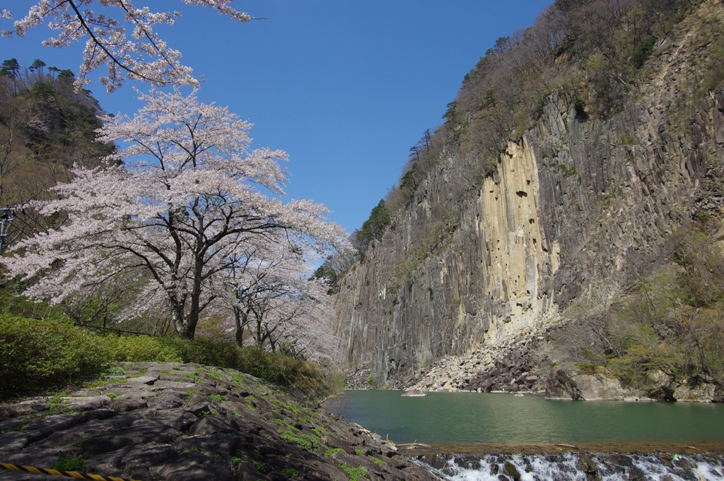 材木岩の桜