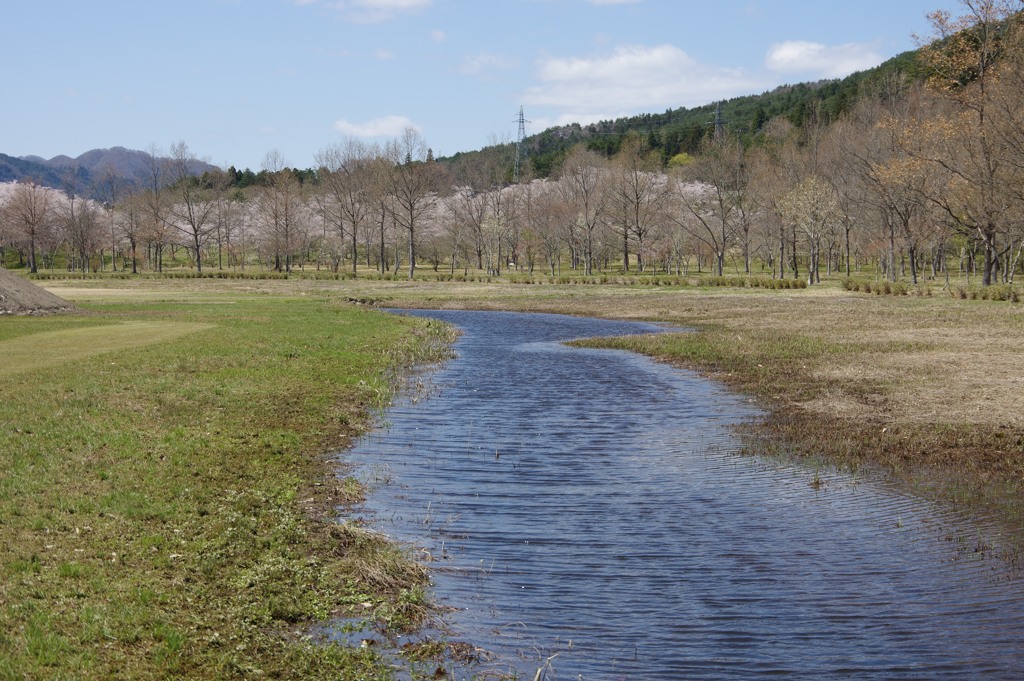 桜の水路