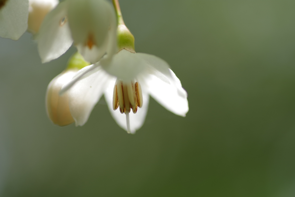 エゴの花