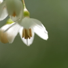 エゴの花