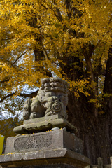 新宮熊野神社の大銀杏2