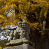 新宮熊野神社の大銀杏2