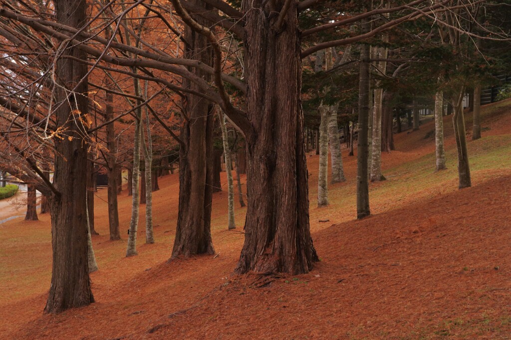 赤く敷き詰めた秋