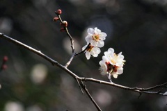 梅開花1