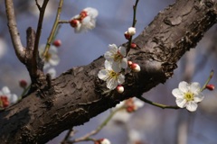 梅開花3