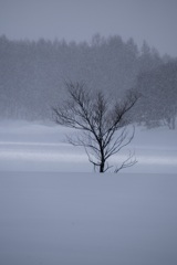 風雪に耐える