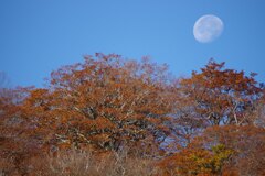 やわらかに光る