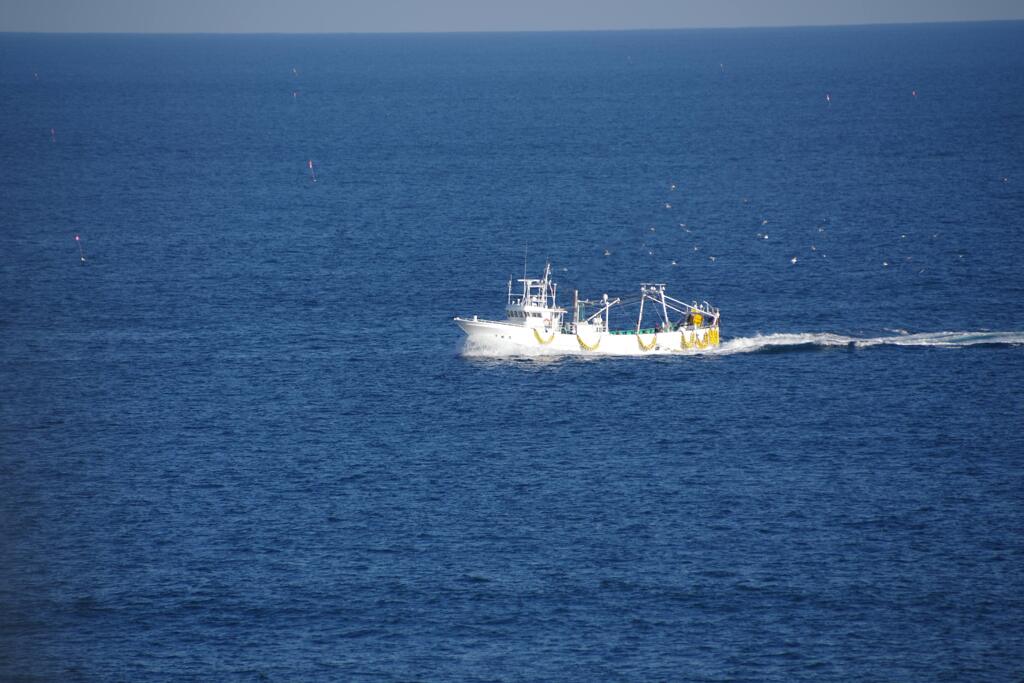 船を追って飛ぶ